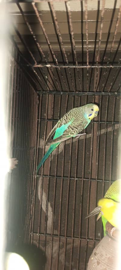 Breader Pair Rainbow budgie for available