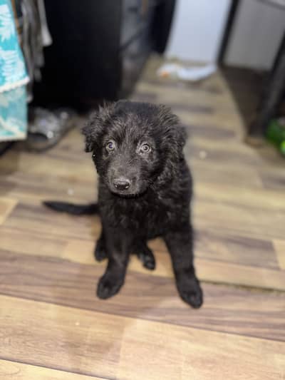 belgian shepherd groanendael green eyed