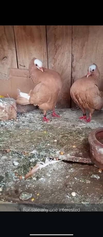 yellow mukhi breeder pair