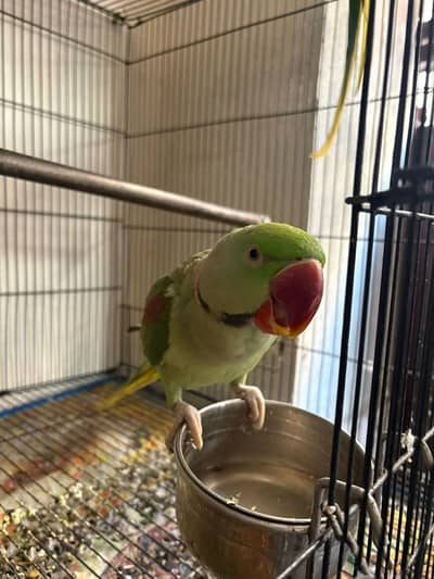 Raw parrot | speaking