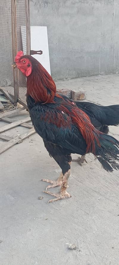 aseel Thai pair for sale