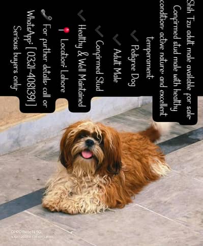Shihtzu Male for sale