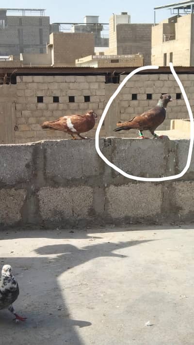 Gola kabotar larta wa mare hai