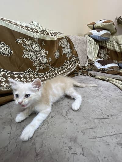 Fluffy Royalty Looking For A New Palace . . 03131129733 WhatsApp