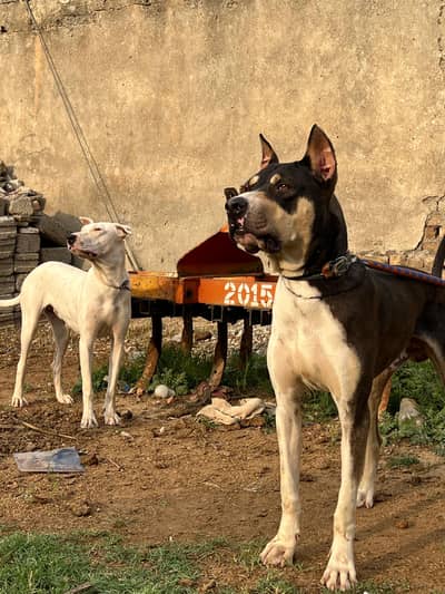 Bully gultair pair
