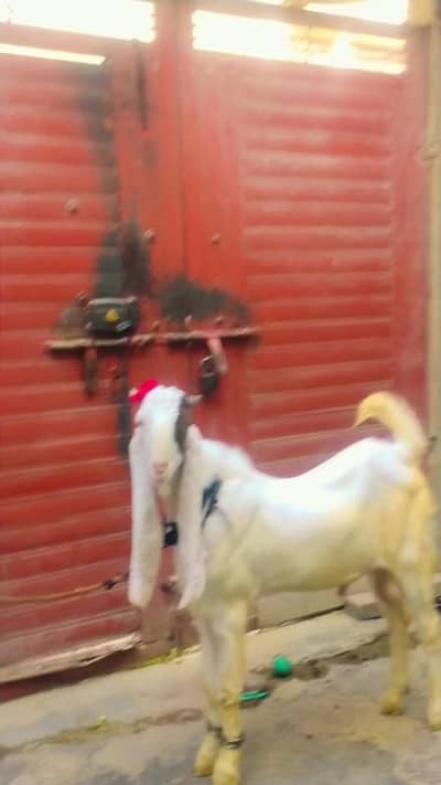 Gulabi Bakra