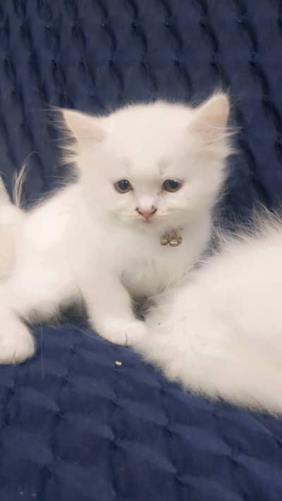Persian cat