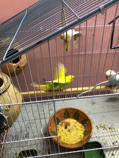 cocktail & budgies breeder pairs