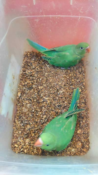 Raw parrot chicks