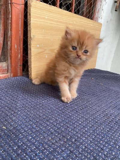 Male and female both kittens available. contact on 03007327389