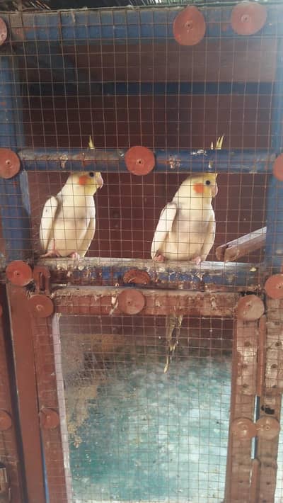 2 pair and 2 male 2 female