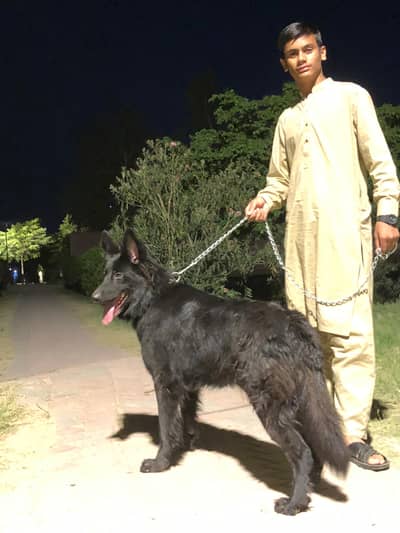 fully vaccinated German shepherd female dog