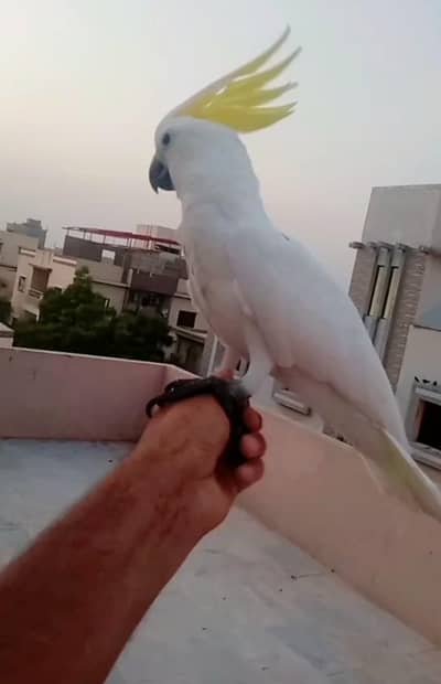 Sulphur Crested cocato self baby/03156376925