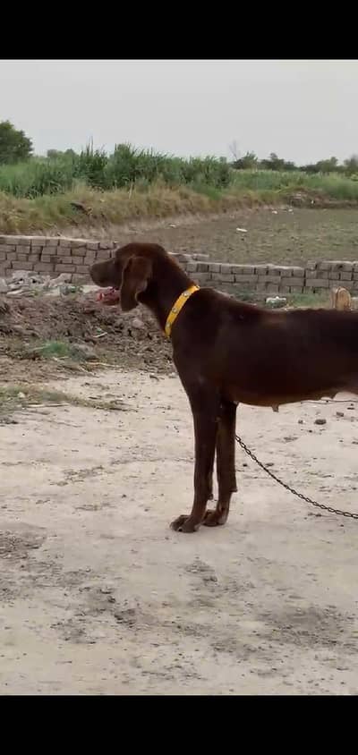 pointer female
