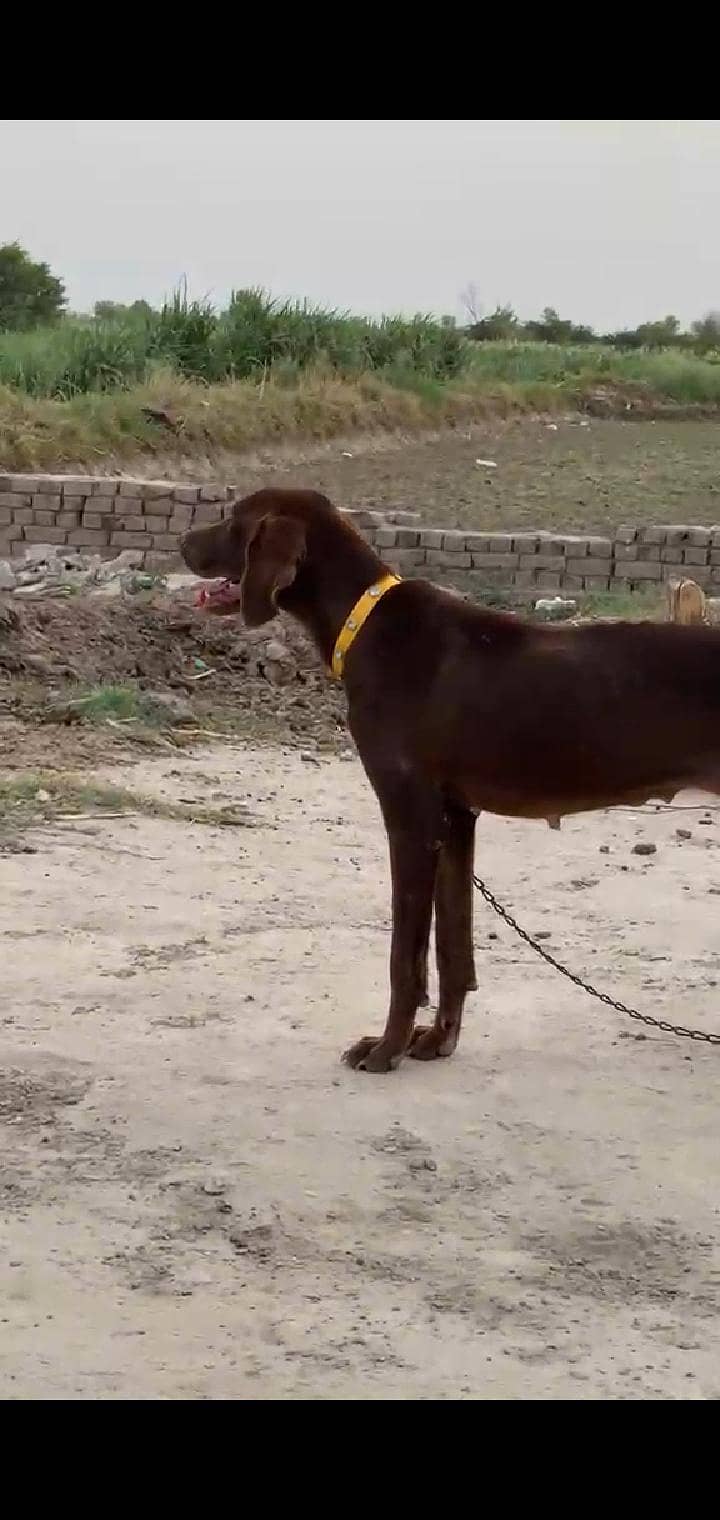 pointer female 0