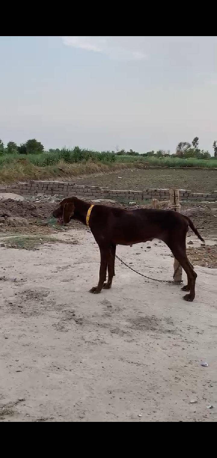 pointer female 1