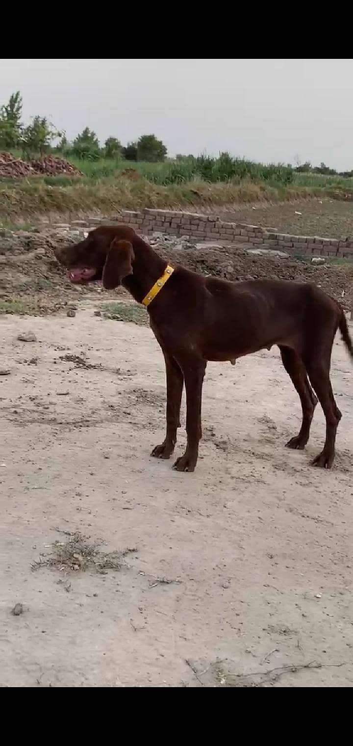 pointer female 2