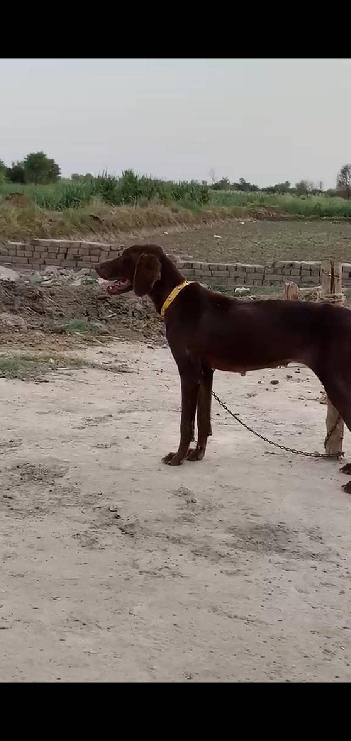 pointer female 3