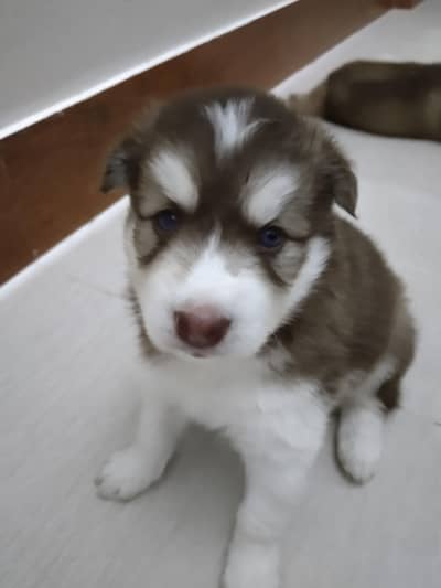 cute haski puppies