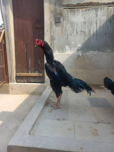black German o shamo