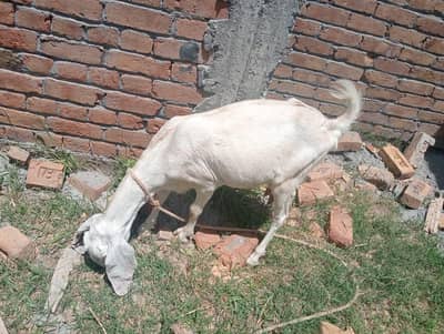 goat for sale