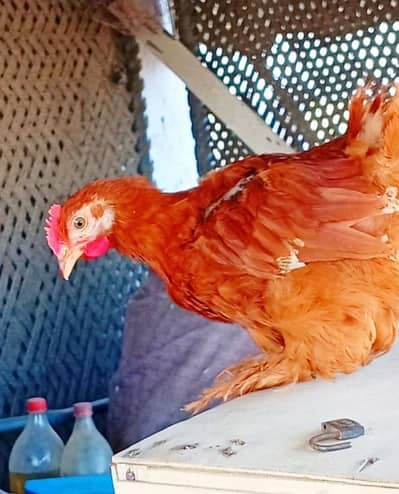 Golden Buff Cochin Pair for sale