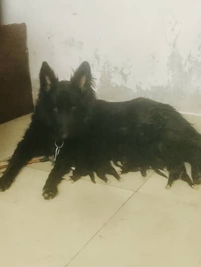 Black Longcot German shepherd
