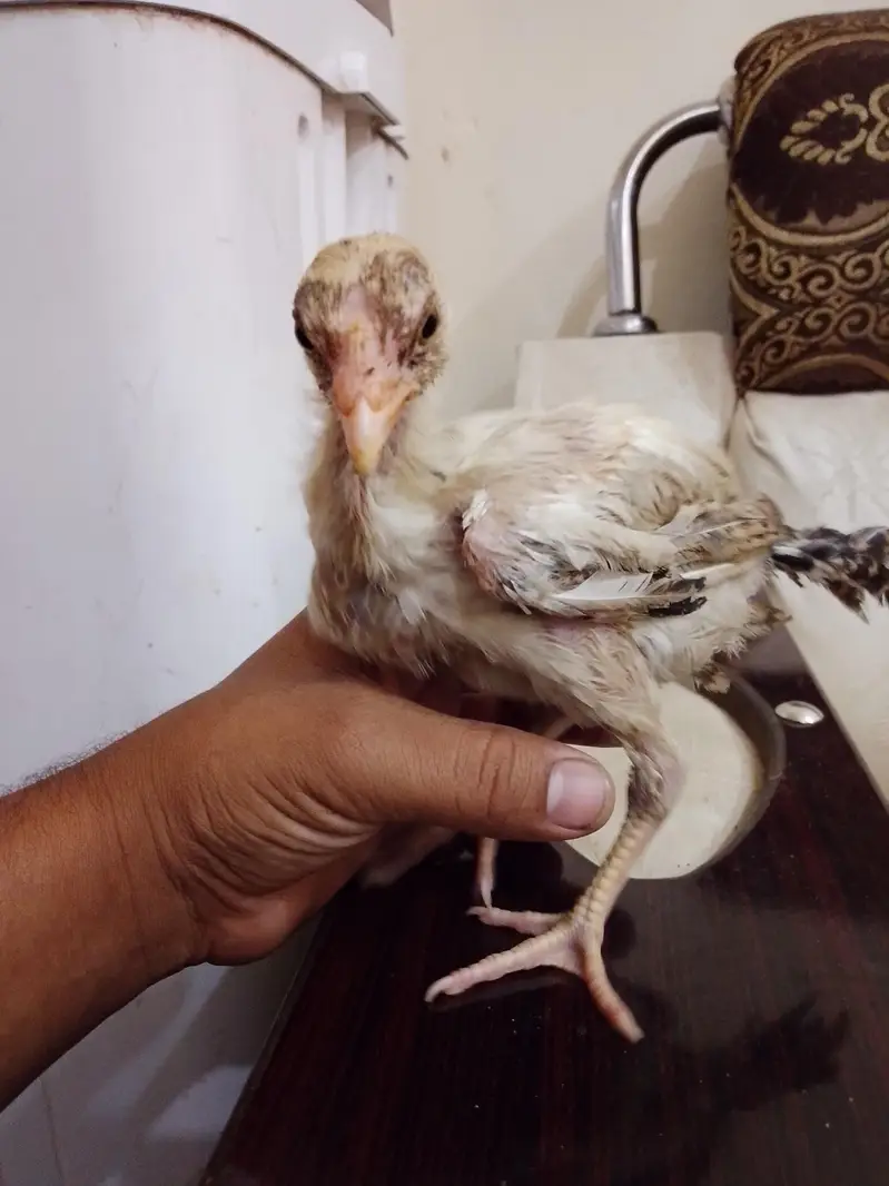 bahut acchi nasl ka murga hai — photo 3