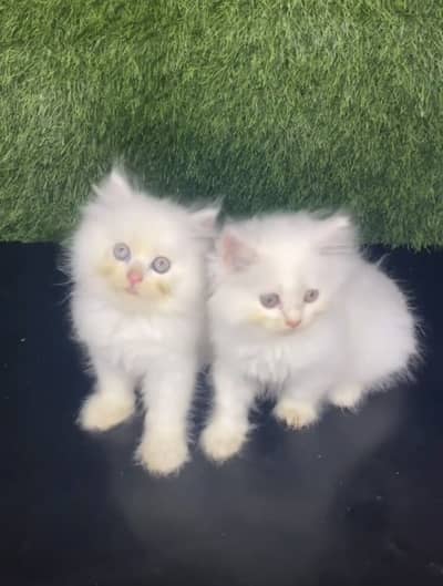 Quality Persian Punchface cat & kitten. moreWhatsApp 03265641968
