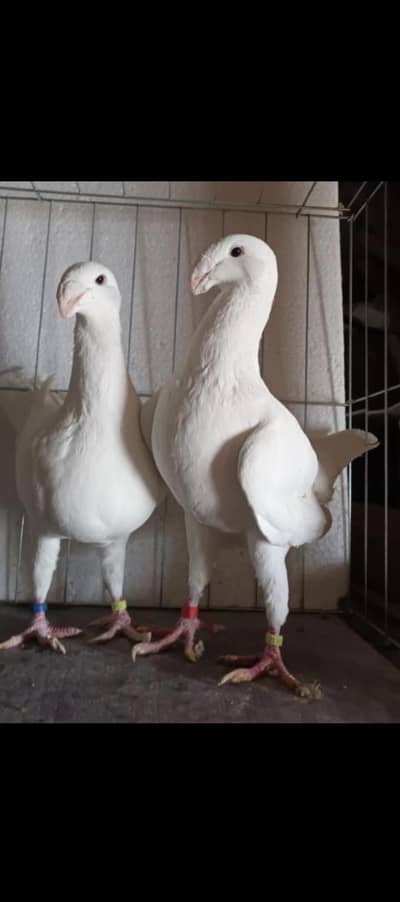 Garman butiy pigeon 2 male for sall