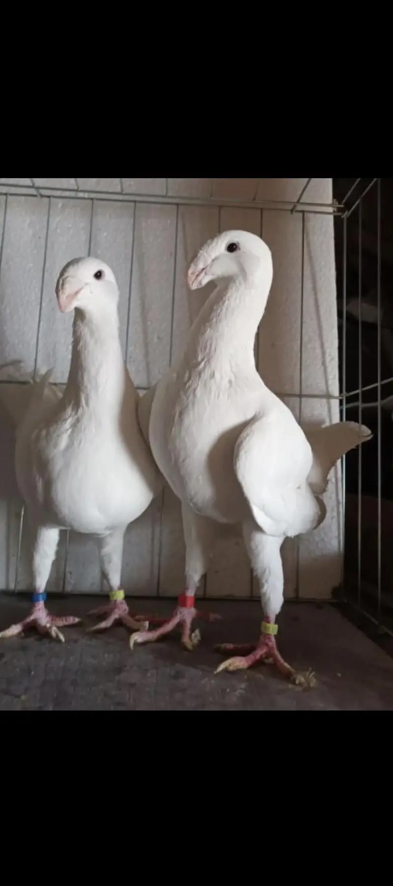 Garman butiy pigeon 2 male for sall