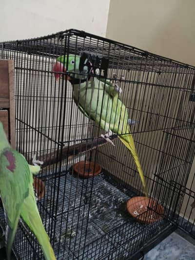 Raw parrot