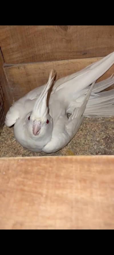 Cocktail breeder male