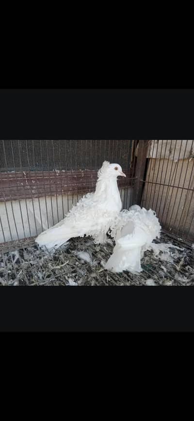 white frill back pigeons,confirm pair, exihibition size