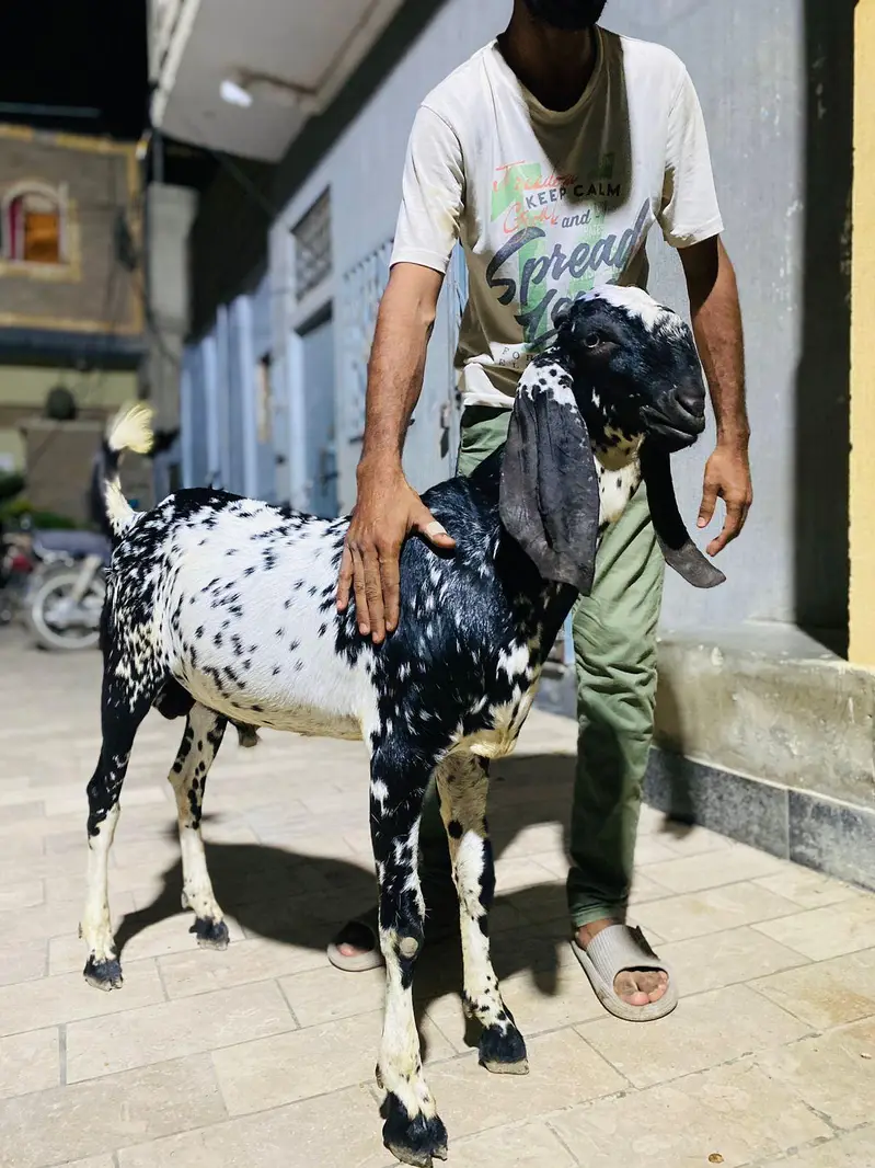 makki ceena — photo 3