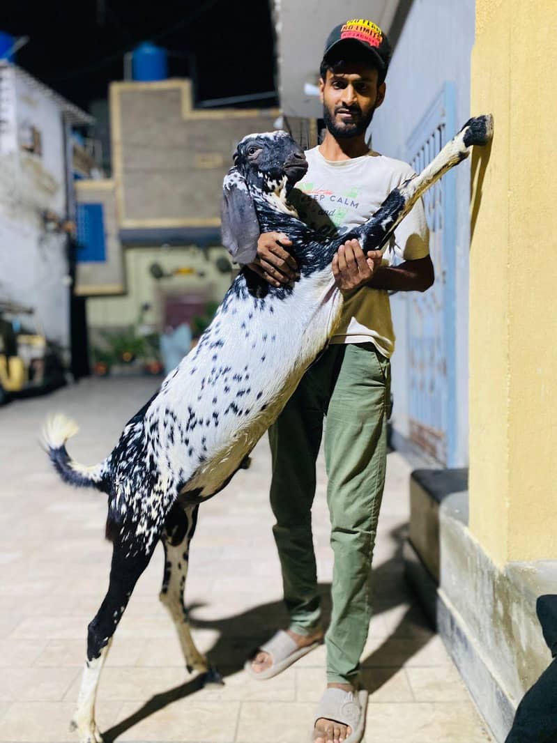 Ando bakra 3