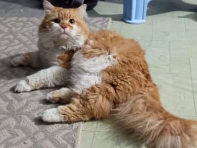 Persian cat for sell [urgent]