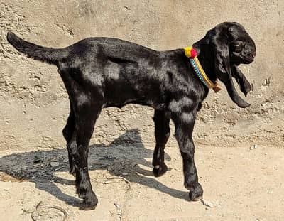 puor Amratsar Beetal Bareedar Female