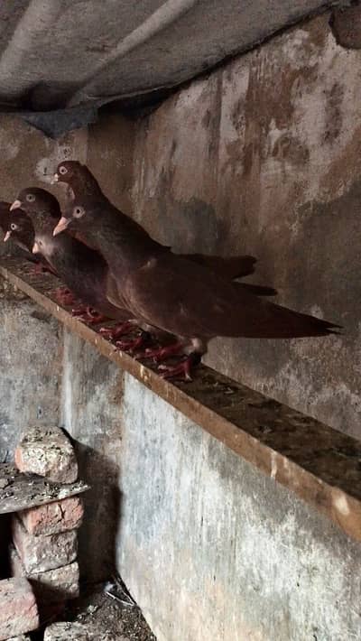 Pure indian surkha pair