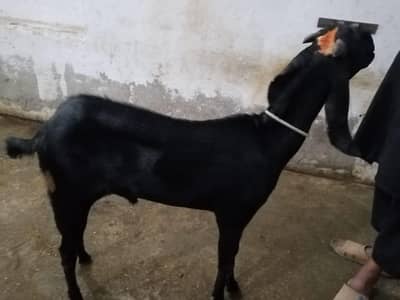 bakra
