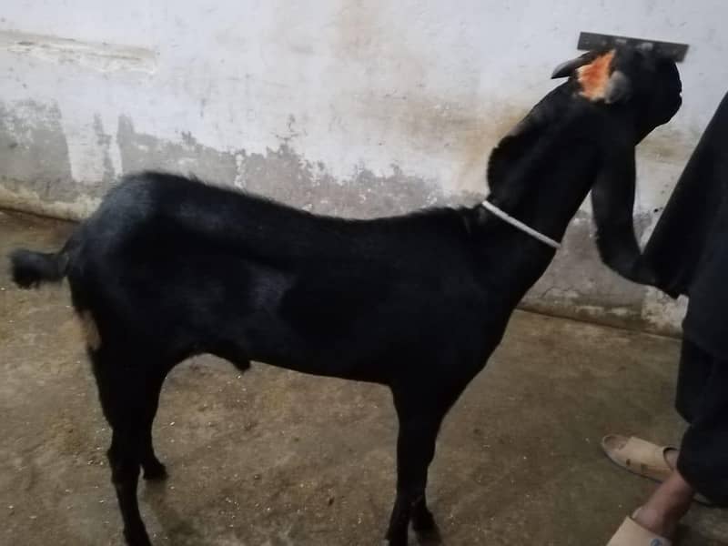 bakra 0