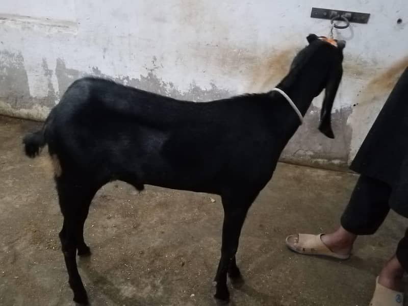 bakra 1