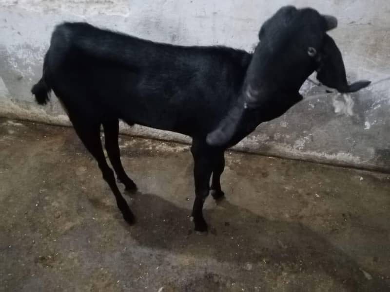bakra 3
