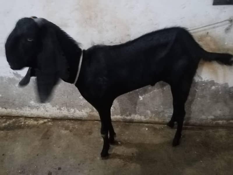 bakra 4