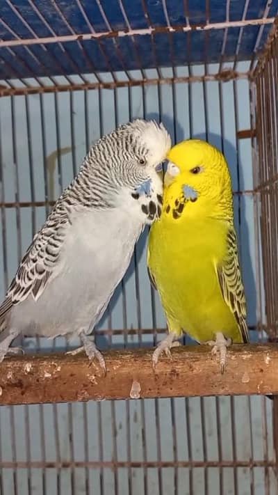 Exi-King Budgie Breeder Pair