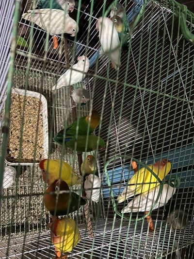 Love Birds