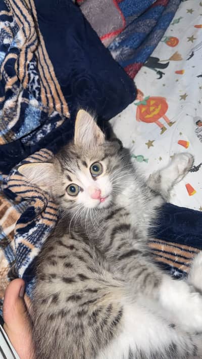 Cross Persian For Sale