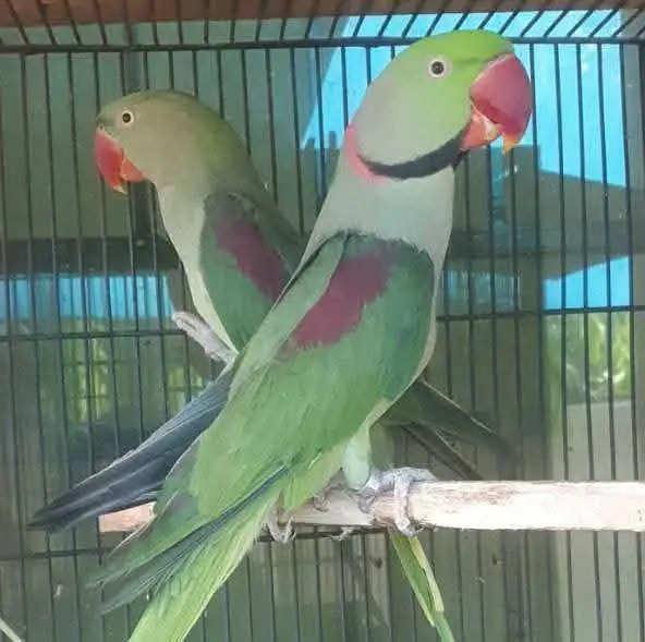 raw breeder pair