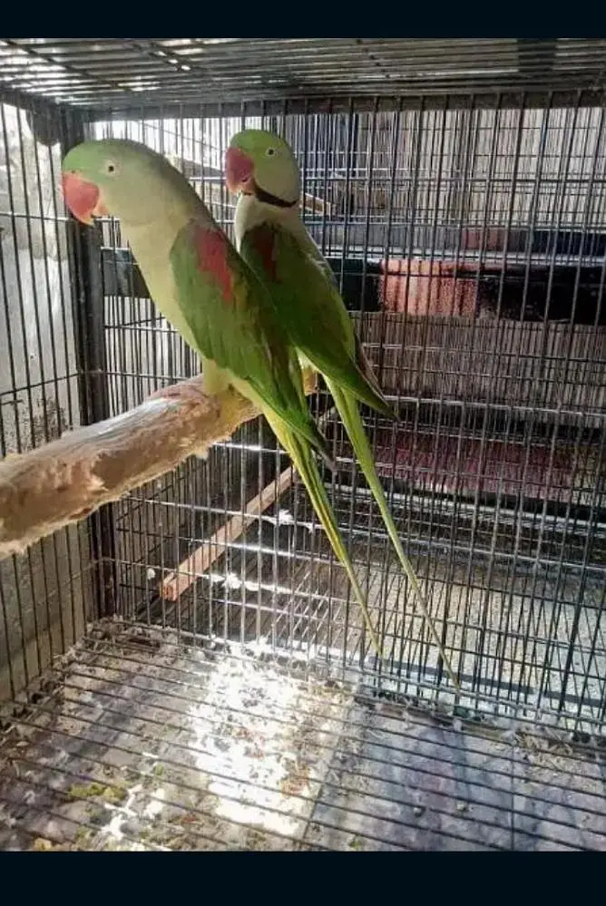 raw breeder pair — photo 2