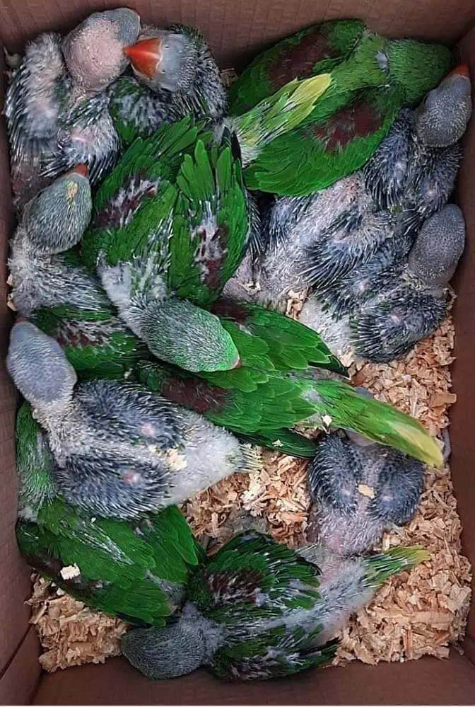 raw breeder pair — photo 3